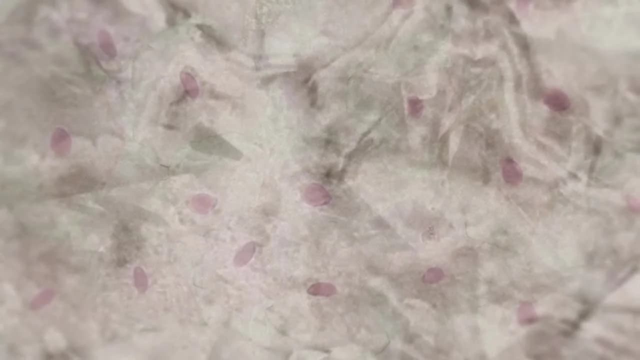 кадр